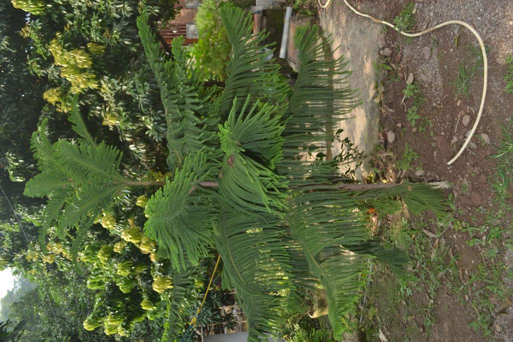 רישיקש Mount Valley Mama Cottage מראה חיצוני תמונה